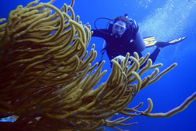 Diving in the Mexican Caribbean for Beginners | 2 Tanks 2 Dives | All Inclusive - Who Will Like This Experience Most