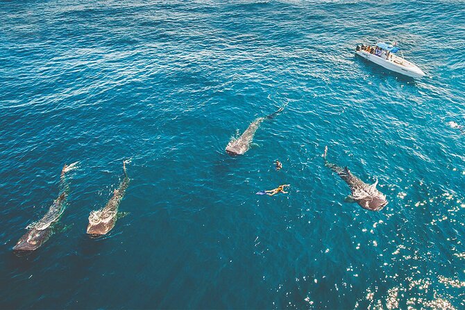 Eco Whale Shark Encounter - Why the whale shark encounter is worth the early start