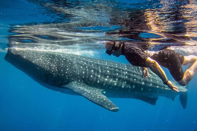 Eco Whale Shark Encounter - Isla Mujeres and the long pause at Playa Norte