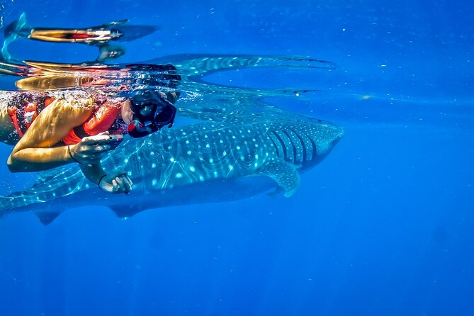Eco Whale Shark Encounter - What is included, and what will cost extra
