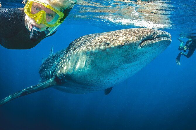 Eco Whale Shark Encounter - Who should book this Cancun whale shark tour