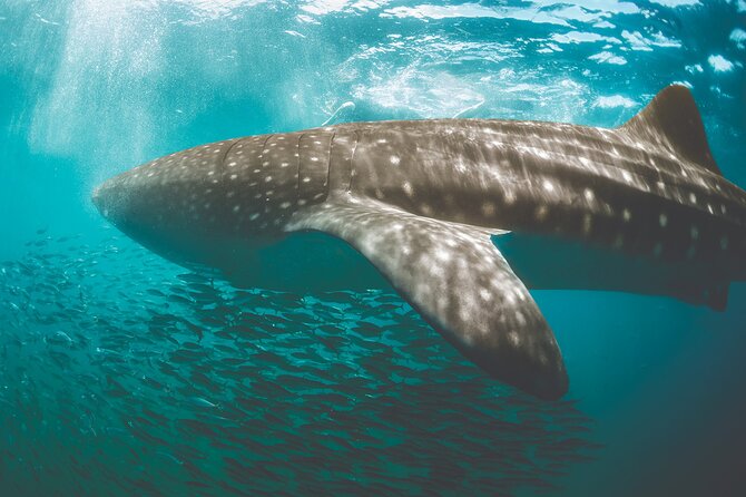 Eco Whale Shark Encounter - Swimming near Isla Contoy’s protected waters