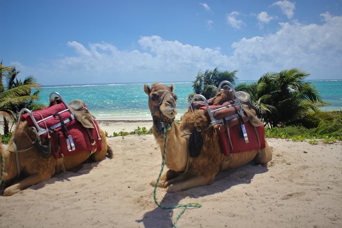 ENJOY UNIQUE CAMEL RIDE in Puerto Morelos with Transportation - Beach-club time sounds better than it may be