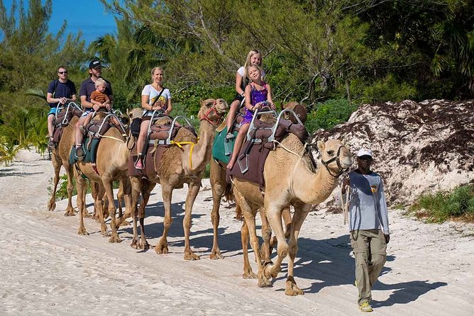 ENJOY UNIQUE CAMEL RIDE in Puerto Morelos with Transportation - Is $165 a fair price?