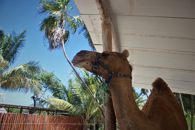 ENJOY UNIQUE CAMEL RIDE in Puerto Morelos with Transportation - Who will enjoy this most