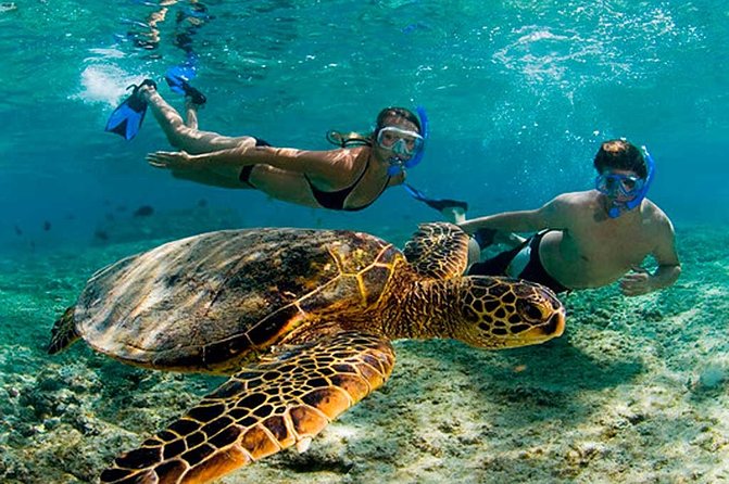 Experience swimming with turtles and explore the ruins of Tulum. Lunch included. - Tulum before the crowds and heat build