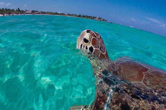 Experience swimming with turtles and explore the ruins of Tulum. Lunch included. - Cenote No-ho Much adds a change of pace