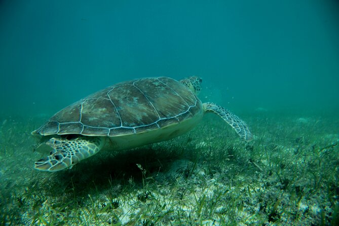 Experience swimming with turtles and explore the ruins of Tulum. Lunch included. - Who will enjoy this combination tour?