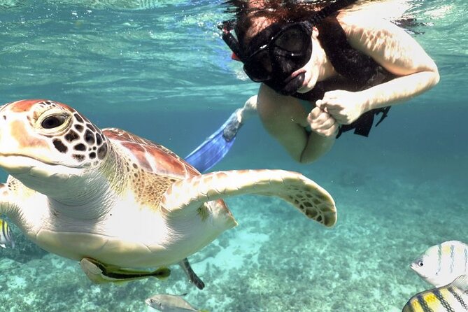 Experience swimming with turtles and explore the ruins of Tulum. Lunch included. - Akumal and the search for sea turtles