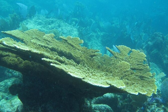 Explore Contoy Island - Reaching Isla Contoy National Park