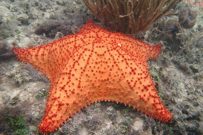 Explore Contoy Island - Snorkeling at Ixlache Reef