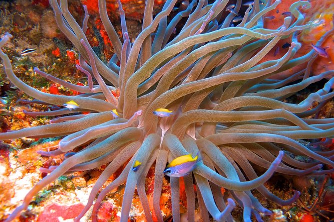 For certified Divers Experience the Under Water Museum and the Manchones Reef - Why the four-person limit is valuable