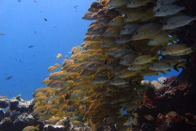 For certified Divers Experience the Under Water Museum and the Manchones Reef