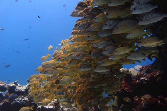 For certified Divers Experience the Under Water Museum and the Manchones Reef - Manchones Reef and the natural side of the trip