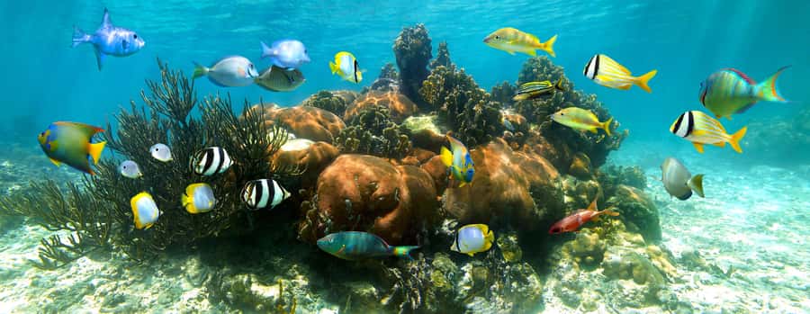 From Cancun: Day Trip to Tulum and Mariposa Cenote - Key points to know before booking