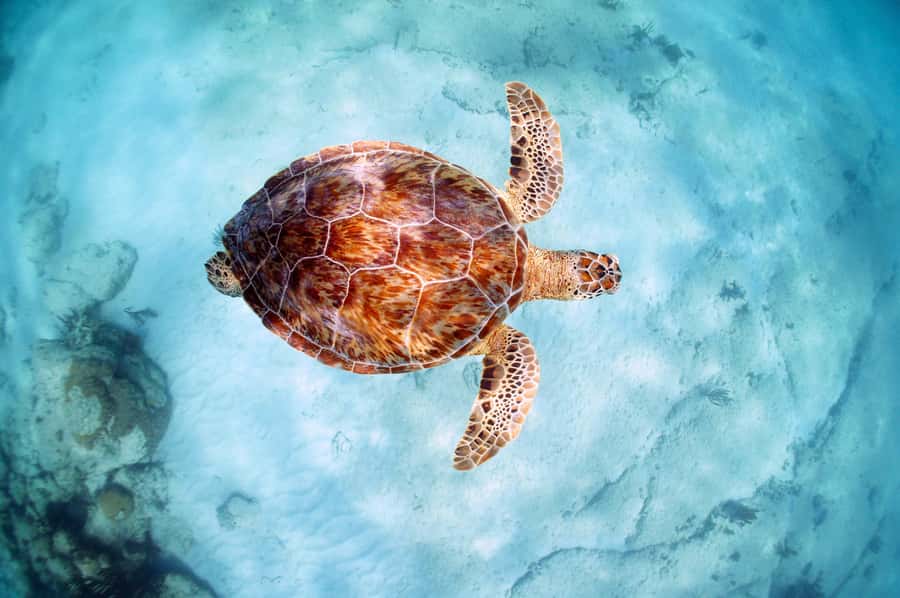 From Cancun: Day Trip to Tulum and Mariposa Cenote - Mariposa Cenote and its cool freshwater