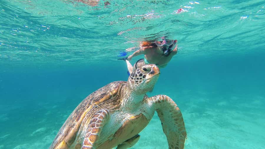 From Cancun: Day Trip to Tulum and Mariposa Cenote - What the guides add to the day