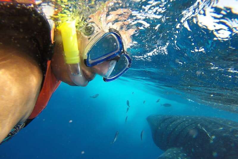 From Cancún: Half-Day Snorkeling with Whale Sharks - Key points to know before booking