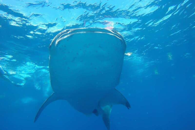 From Cancún: Half-Day Snorkeling with Whale Sharks - Meeting the whale sharks from Cancún