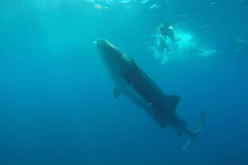 From Cancún: Half-Day Snorkeling with Whale Sharks - What the whale shark encounter is really like