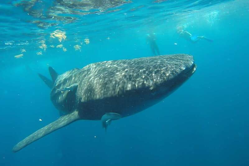 From Cancún: Half-Day Snorkeling with Whale Sharks - Lunch and the Playa Norte stop