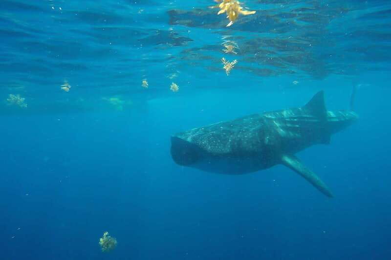 From Cancún: Half-Day Snorkeling with Whale Sharks - Who will enjoy this trip most