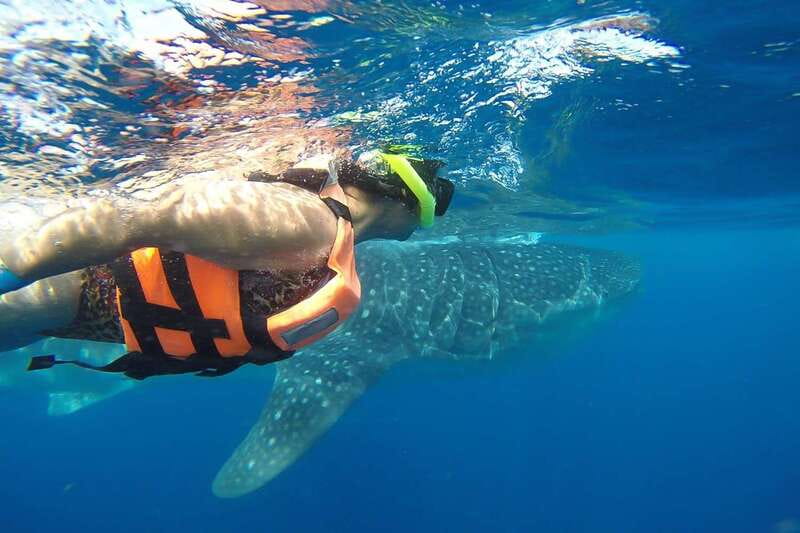 From Cancún: Half-Day Snorkeling with Whale Sharks - The morning starts with a long transfer