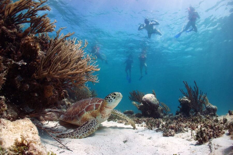 From Cancun: Tulum and Akumal Cenote and Turtle Swim Tour - What the $104 price really covers