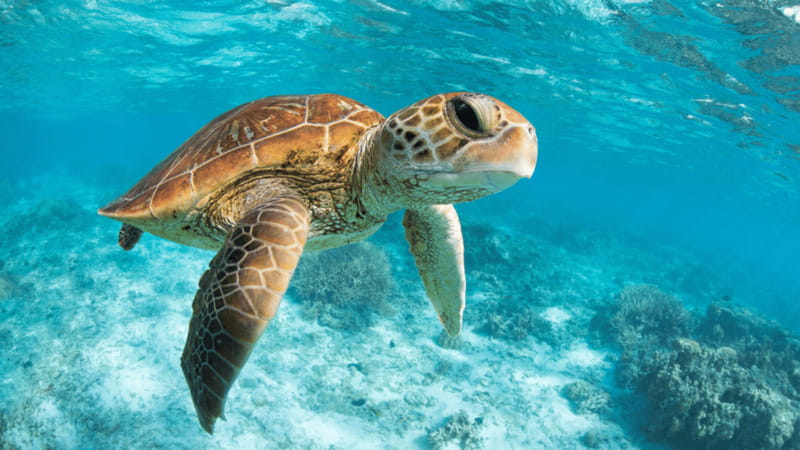From Cancun: Tulum, Cenote and Turtle Swim Tour at Akumal - Practical details that make the day easier