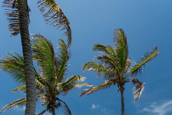 Full-Day Isla Contoy Sailing Nature Experience in Mujeres - Practical costs, weather, and cancellation