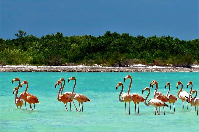 Full Day Tour to the Best of Holbox - What the $99 price really means