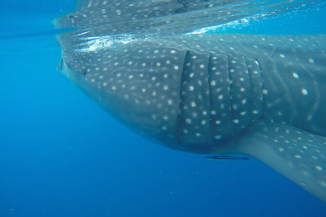 Full-Day Whale Shark Tour Puerto Morelos with Pickup and Lunch - A whale shark morning that starts before the sun is high