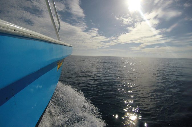 Full-Day Whale Shark Tour Puerto Morelos with Pickup and Lunch - What the guide and crew add to the day