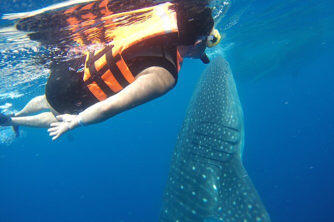 Full-Day Whale Shark Tour Puerto Morelos with Pickup and Lunch - Who will enjoy this tour most
