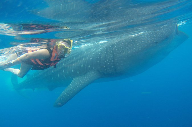 Full-Day Whale Shark Tour Puerto Morelos with Pickup and Lunch - Small details that can make the morning better