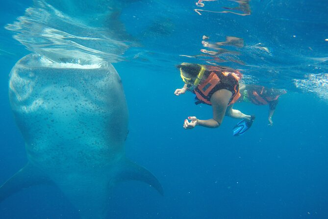 Full-Day Whale Shark Tour Puerto Morelos with Pickup and Lunch - Leaving Puerto Morelos at 6:00 am