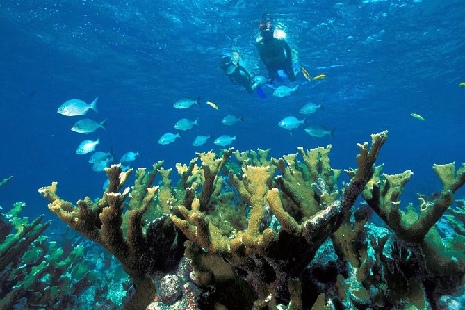 Guided Tour of Puerto Morelos Reefs with Snorkeling Experience - Is the $44.25 price good value?