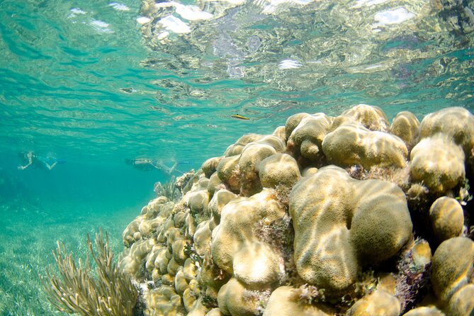 Guided Tour of Puerto Morelos Reefs with Snorkeling Experience - Who will enjoy this reef trip most