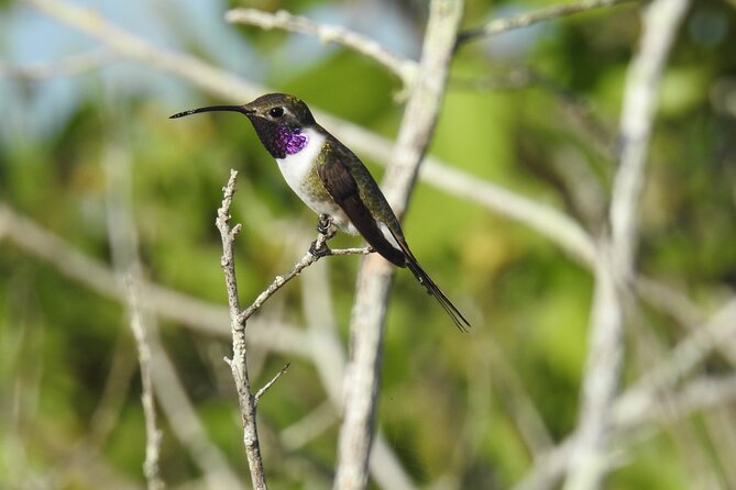 Half-Day Birdwatching Puerto Morelos - Following the Ruta de los Cenotes