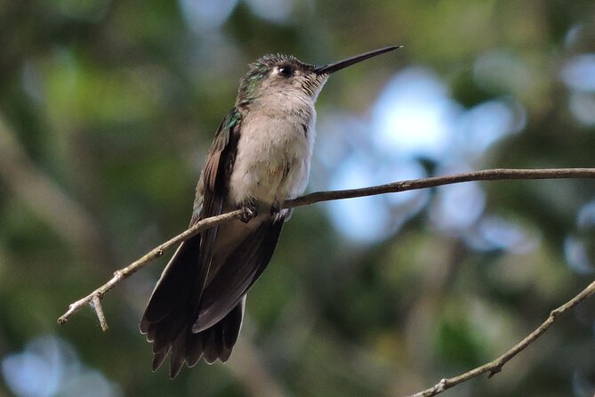 Half-Day Birdwatching Puerto Morelos - Why a Six-Person Group Helps