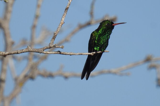 Half-Day Birdwatching Puerto Morelos - A Realistic Look at the Six-Hour Format