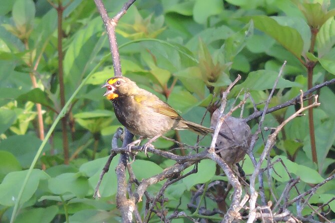 Half-Day Birdwatching Puerto Morelos - Is $135 a Fair Price?