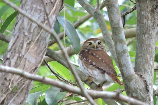Half-Day Birdwatching Puerto Morelos - Who Will Enjoy This Birding Walk Most?