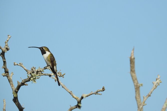 Half-Day Birdwatching Puerto Morelos - Practical Details That Shape the Day