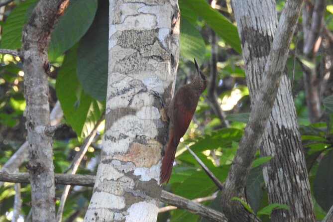 Half-Day Birdwatching Puerto Morelos - What You Might See Along the Way
