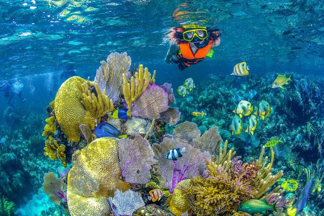 Half Day Guided Snorkeling Adventure Tour from Cancun - Two Reef Stops in Puerto Morelos National Park