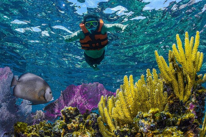 Half Day Guided Snorkeling Adventure Tour from Cancun - What You May See Beneath the Surface