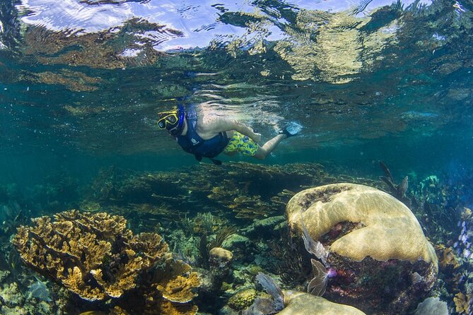 Half Day Guided Snorkeling Adventure Tour from Cancun - What the $129 Price Really Covers