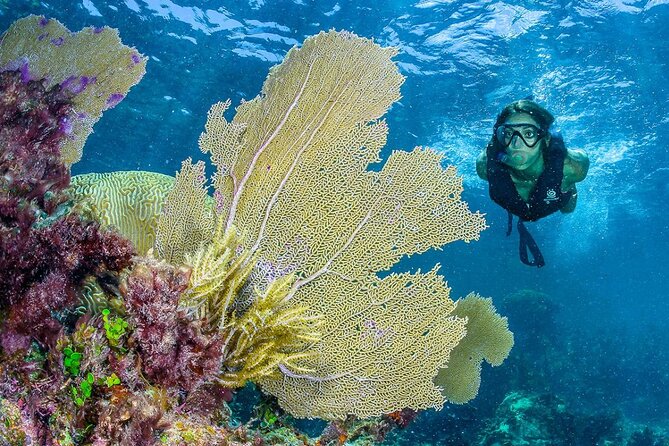 Half Day Guided Snorkeling Adventure Tour from Cancun - How the Guides Shape the Day