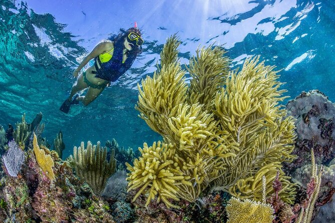 Half Day Guided Snorkeling Adventure Tour from Cancun - Weather, Cancellations, and Simple Planning Tips